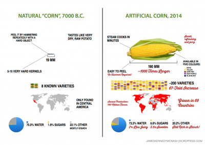 Evolution du maïs
