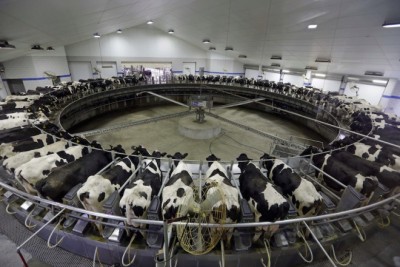 Ferme laitière industrialisée USA